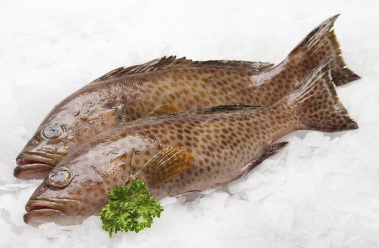 Grouper