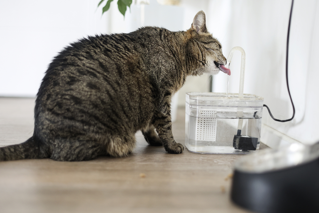 Urinewegproblemen bij katten voorkomen en herkennen