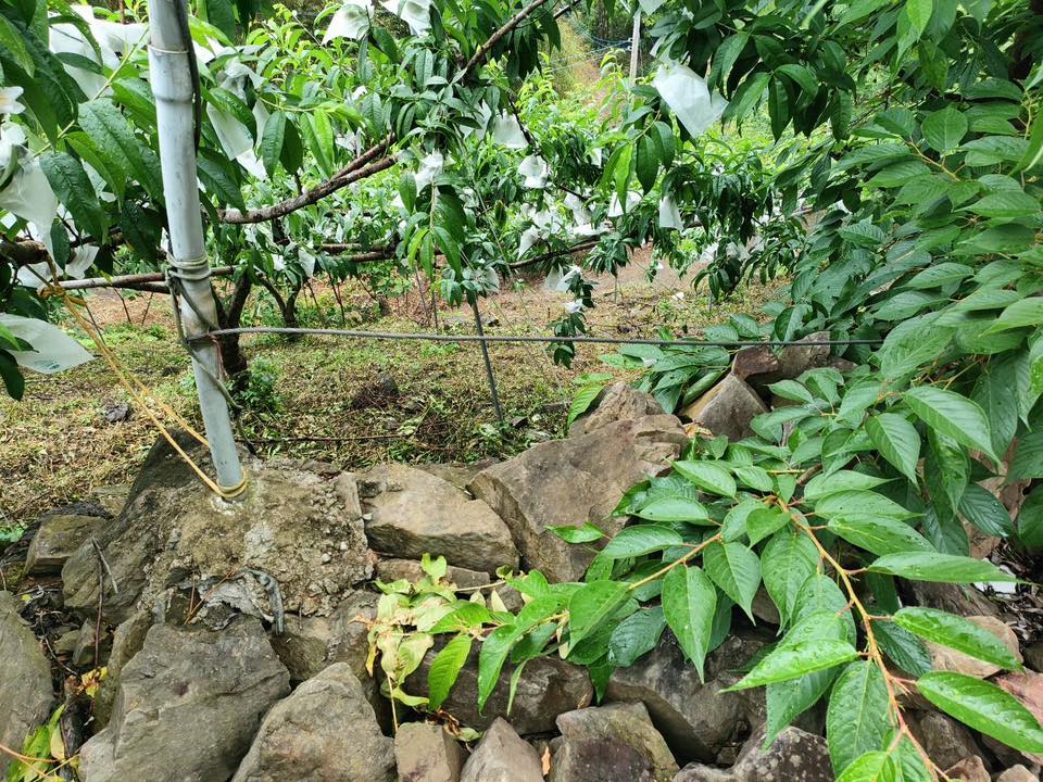 互助採收五月桃