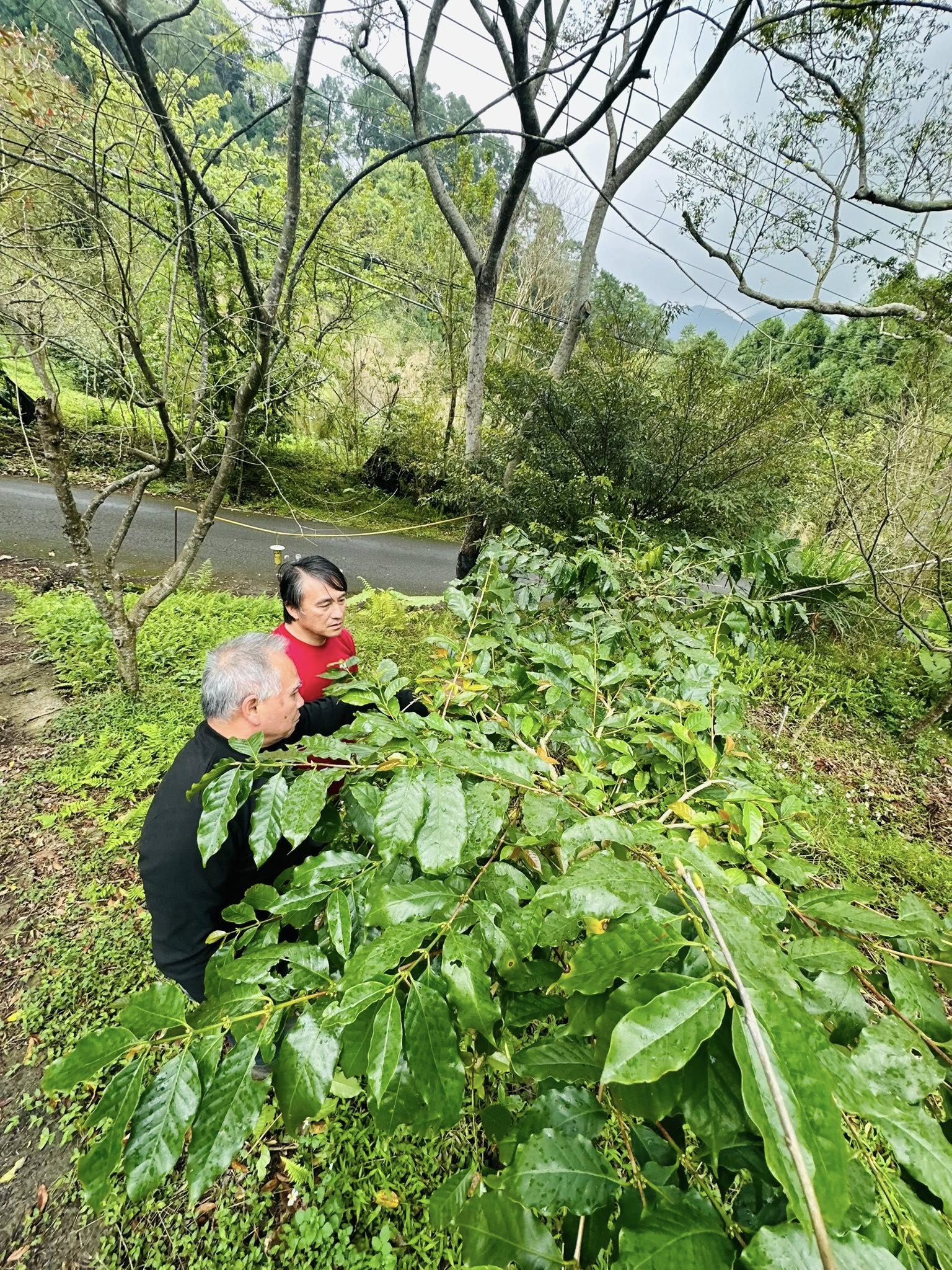 與父親在咖啡樹下工作