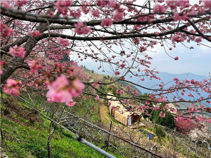 櫻花盛開與帳篷