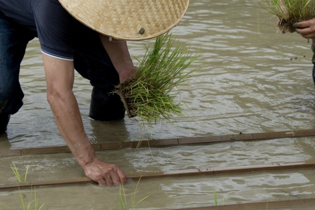 米井ファームで田植え