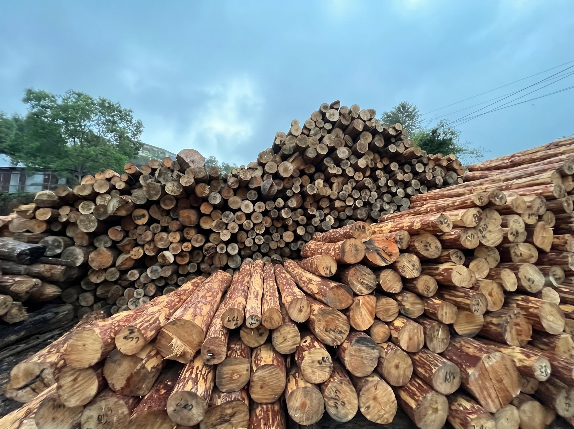 Stacked raw timber logs