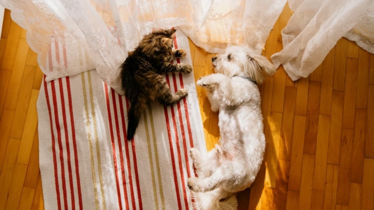 Kedi mi Köpek mi? Size Uygun Dostu Seçmenin Yolu