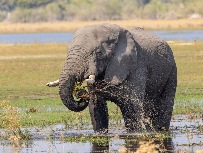 Chobe National Park