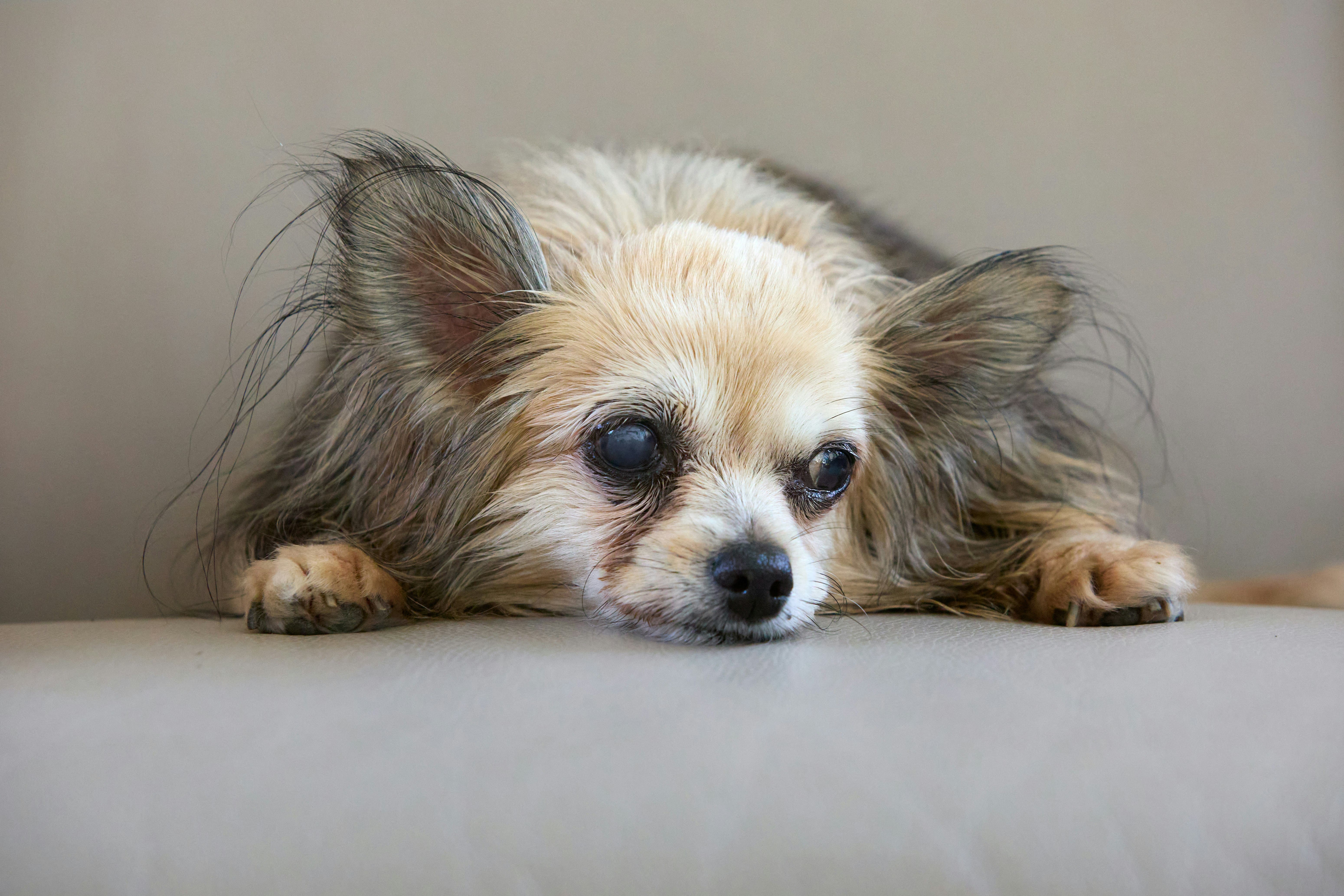 替代文字：平時如何照護高齡犬