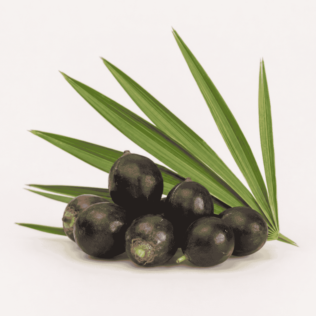 Saw Palmetto