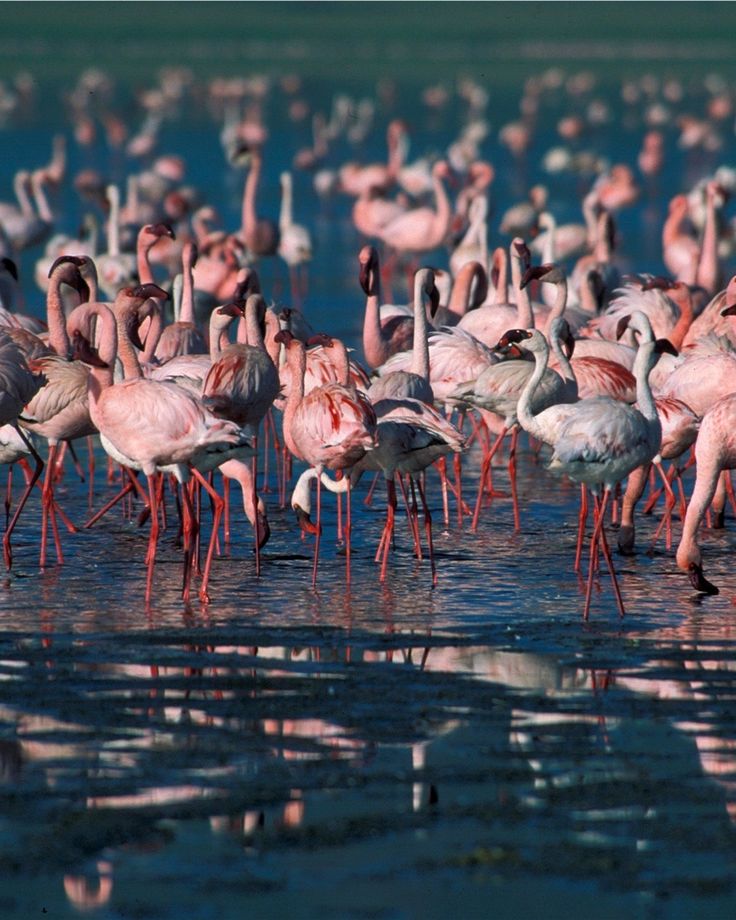 Lake Natron