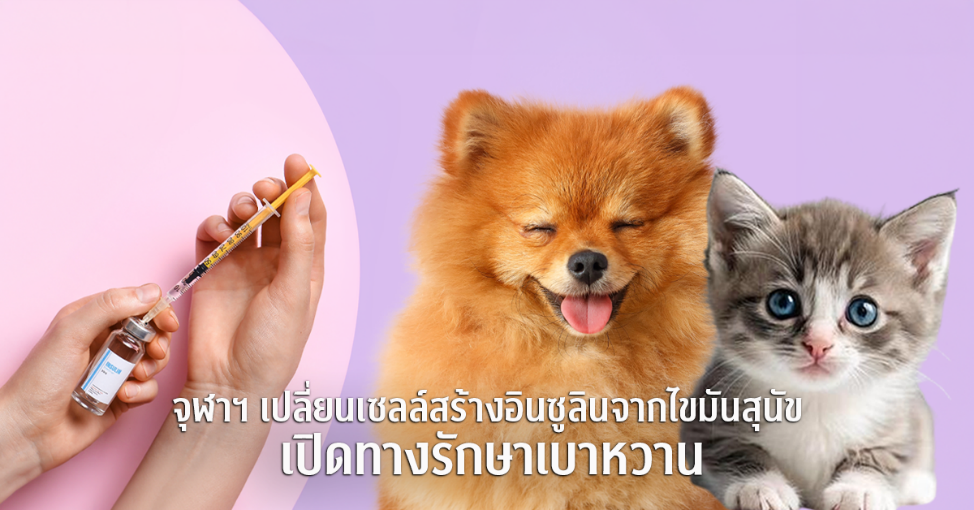 จากเนื้อเยื่อไขมันสุนัขสู่เซลล์สร้างอินซูลิน นักวิจัยสัตวแพทย์ จุฬาฯ สร้างความหวังใหม่ในการรักษาโรคเบาหวานในสัตว์เลี้ยง