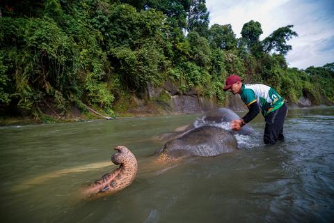 Paket Wisata Alam Tangkahan 