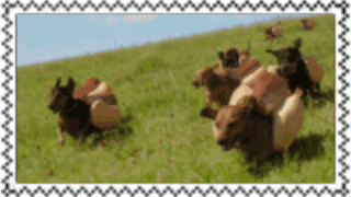 stamp
