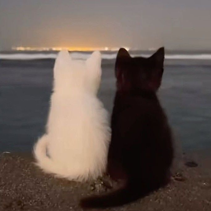 Kucing Putih dan Hitam