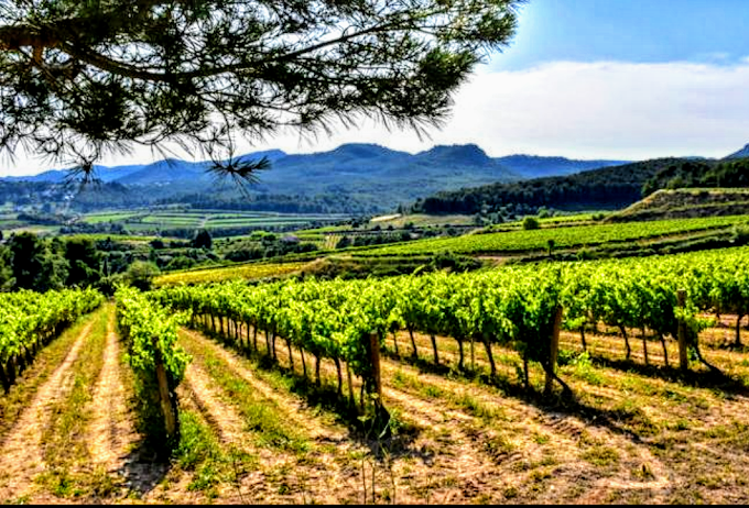 Penedès vineyards at sunrise with Montserrat mountains in background, Catalonia wine region, Spain