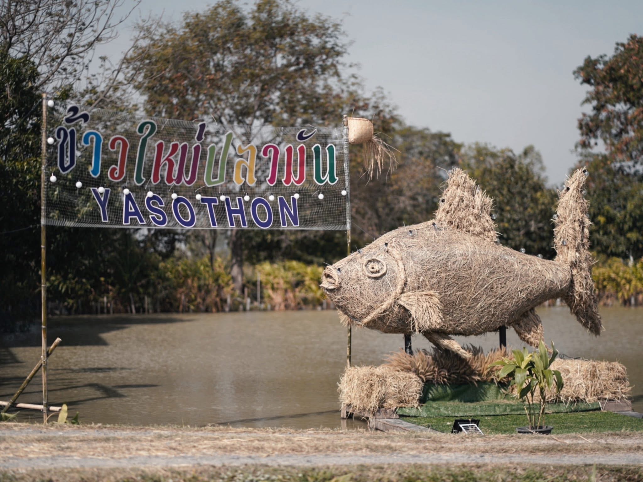 ยโสธรเปิดฤดูเทศกาล ข้าวใหม่ ปลามัน 2568 ชวนสัมผัสวิถีอินทรีย์รับลมหนาว