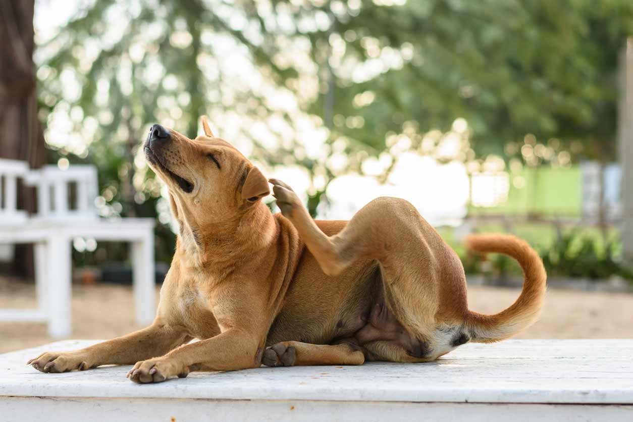 Natuurlijke vlooienbestrijding voor hond en kat